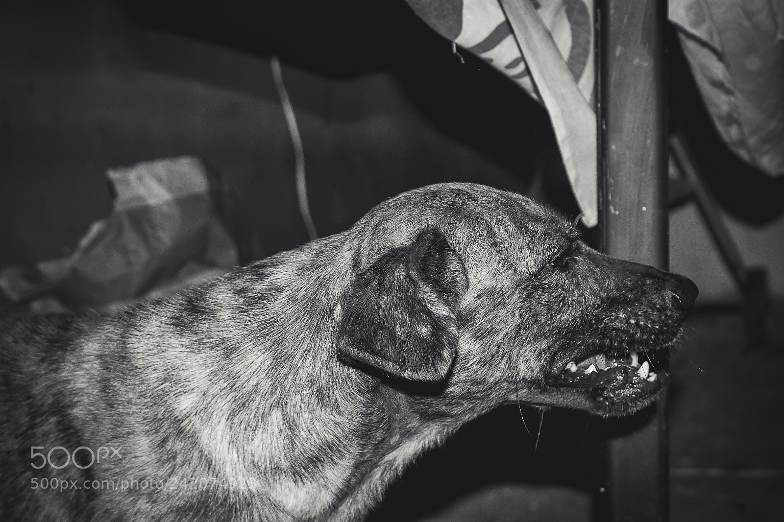 Canon EOS 700D (EOS Rebel T5i / EOS Kiss X7i) sample photo. Dog night photography