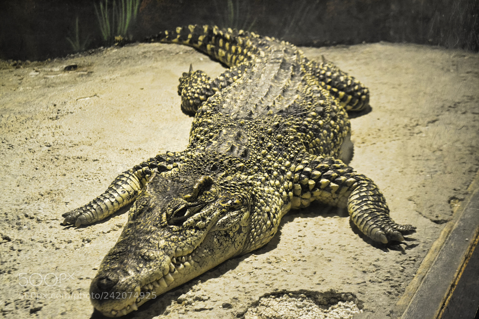 Nikon D3100 sample photo. Branson alligators, fish, spiders photography