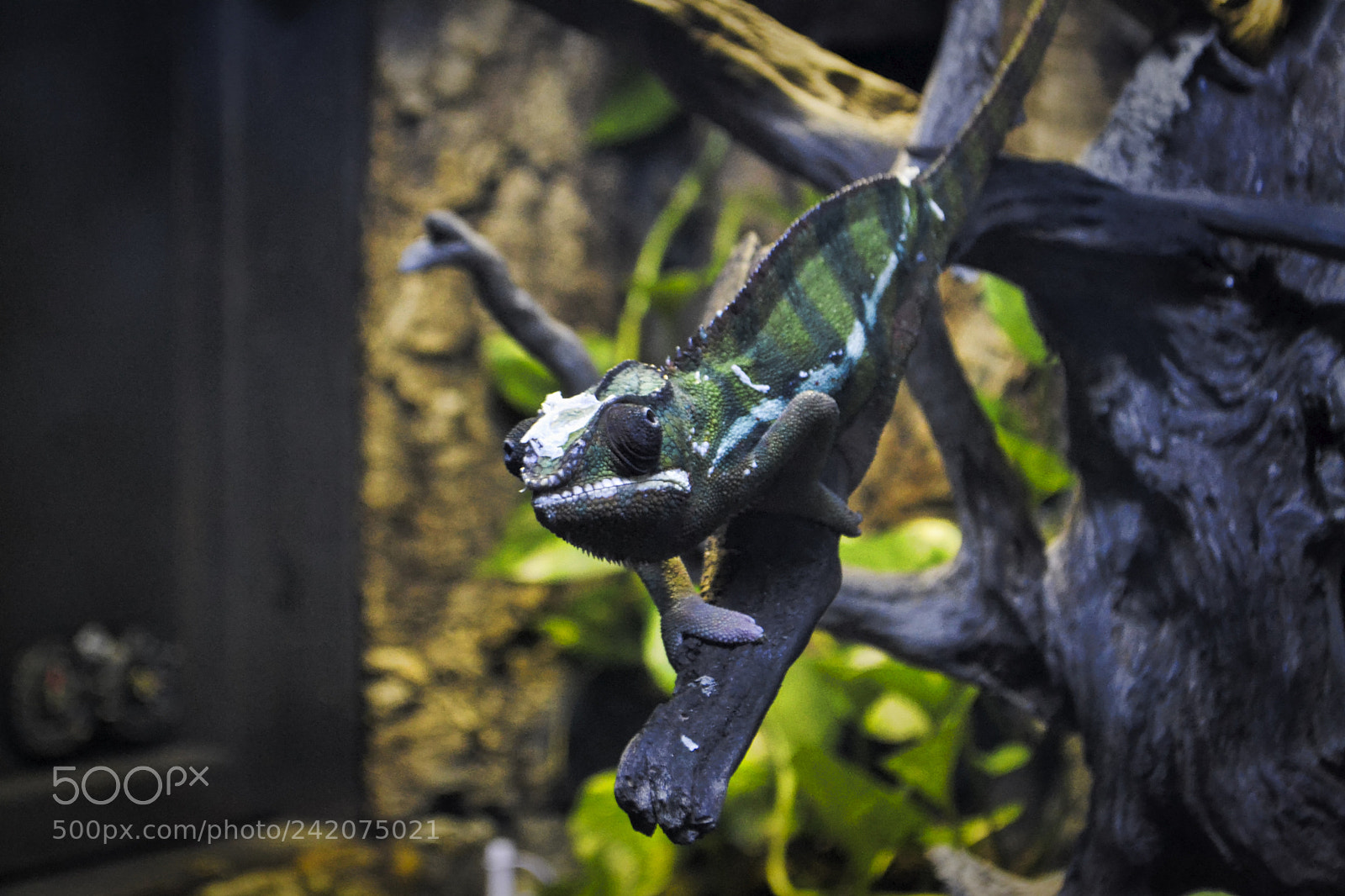 Nikon D3100 sample photo. Branson alligators, fish, spiders photography