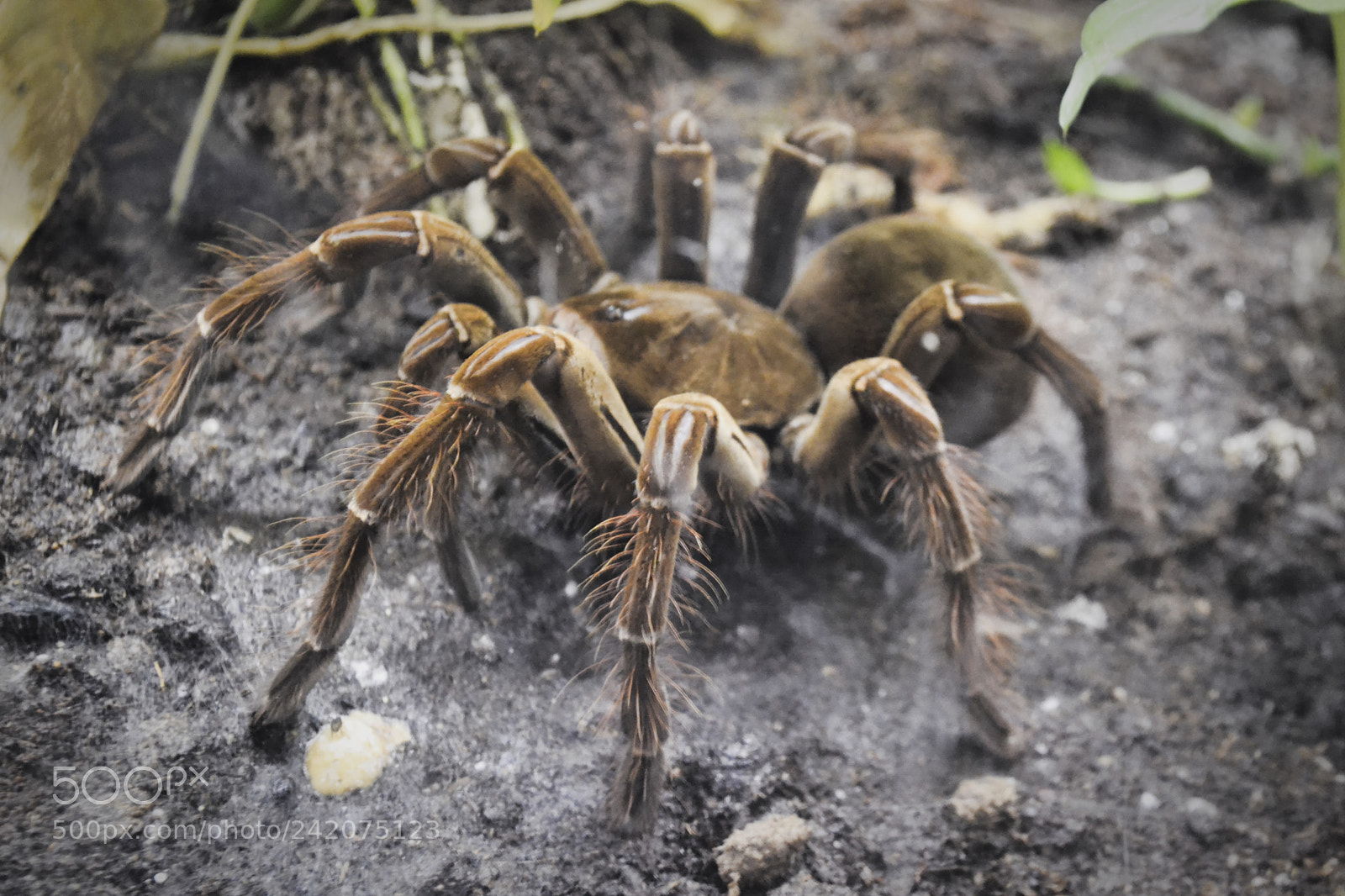 Nikon D3100 sample photo. Branson alligators, fish, spiders photography