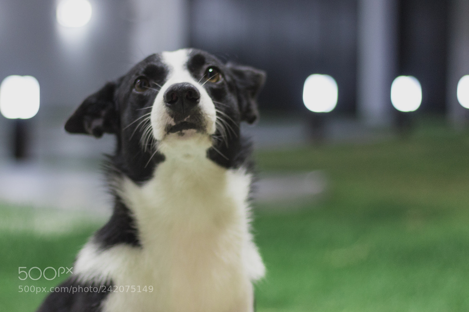 Canon EOS 1300D (EOS Rebel T6 / EOS Kiss X80) sample photo. Border collie photography