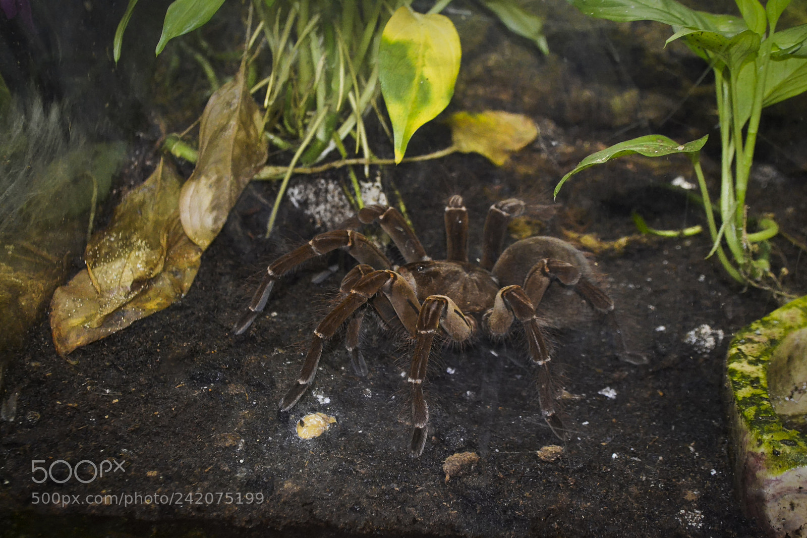 Nikon D3100 sample photo. Branson alligators, fish, spiders photography