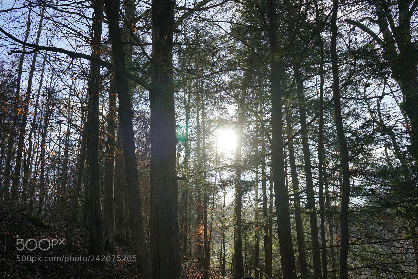 Sony a7 sample photo. Wonders of tennessee photography