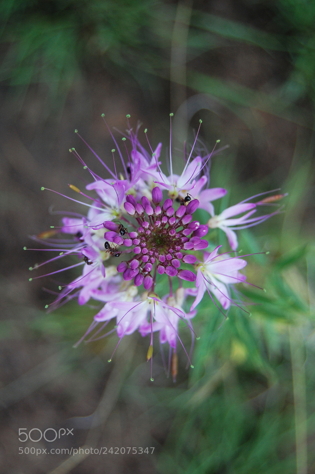 Nikon D40 sample photo. Ants on flower 1 photography