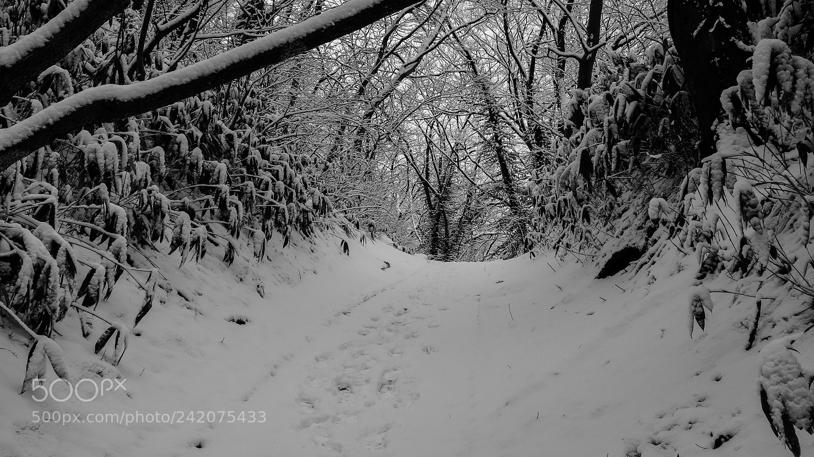 Canon PowerShot G16 sample photo. Path in the snow photography