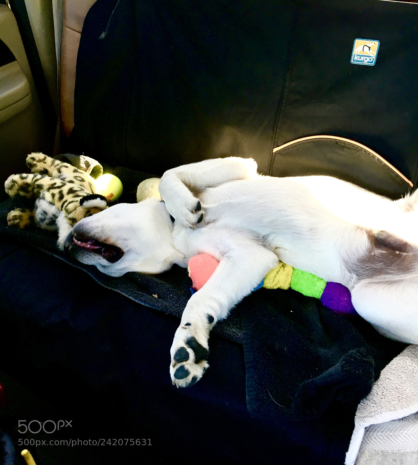 Apple iPhone 6s sample photo. Lab pup, wiped out. photography