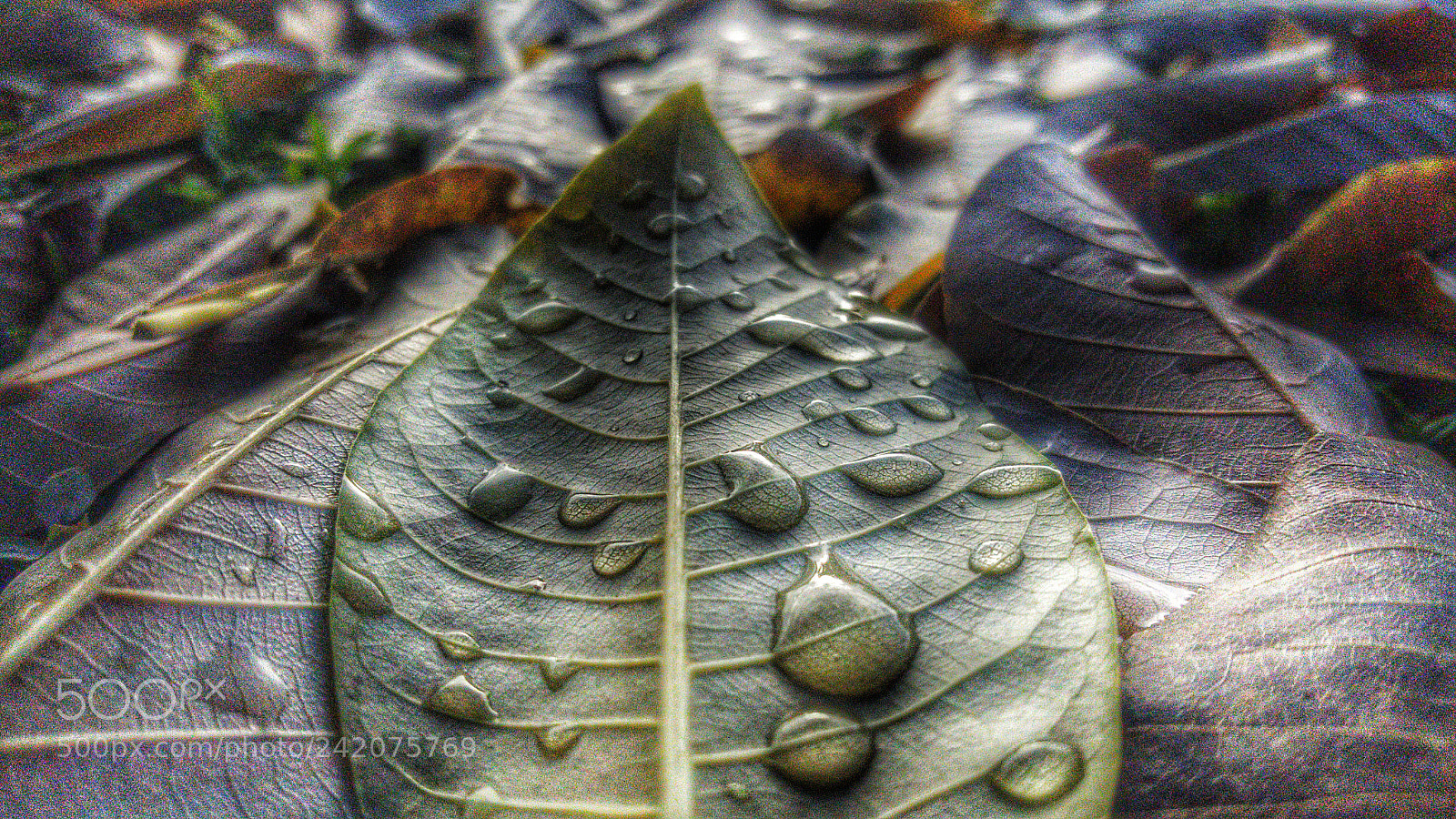 Samsung Galaxy Note5 sample photo. ورقة و ندي photography