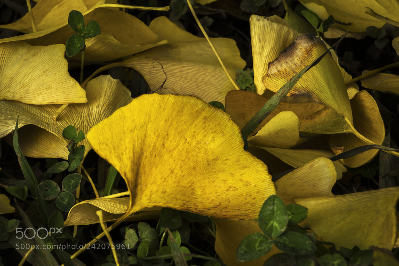 Canon EOS 1200D (EOS Rebel T5 / EOS Kiss X70 / EOS Hi) sample photo. Autumn leaves. photography