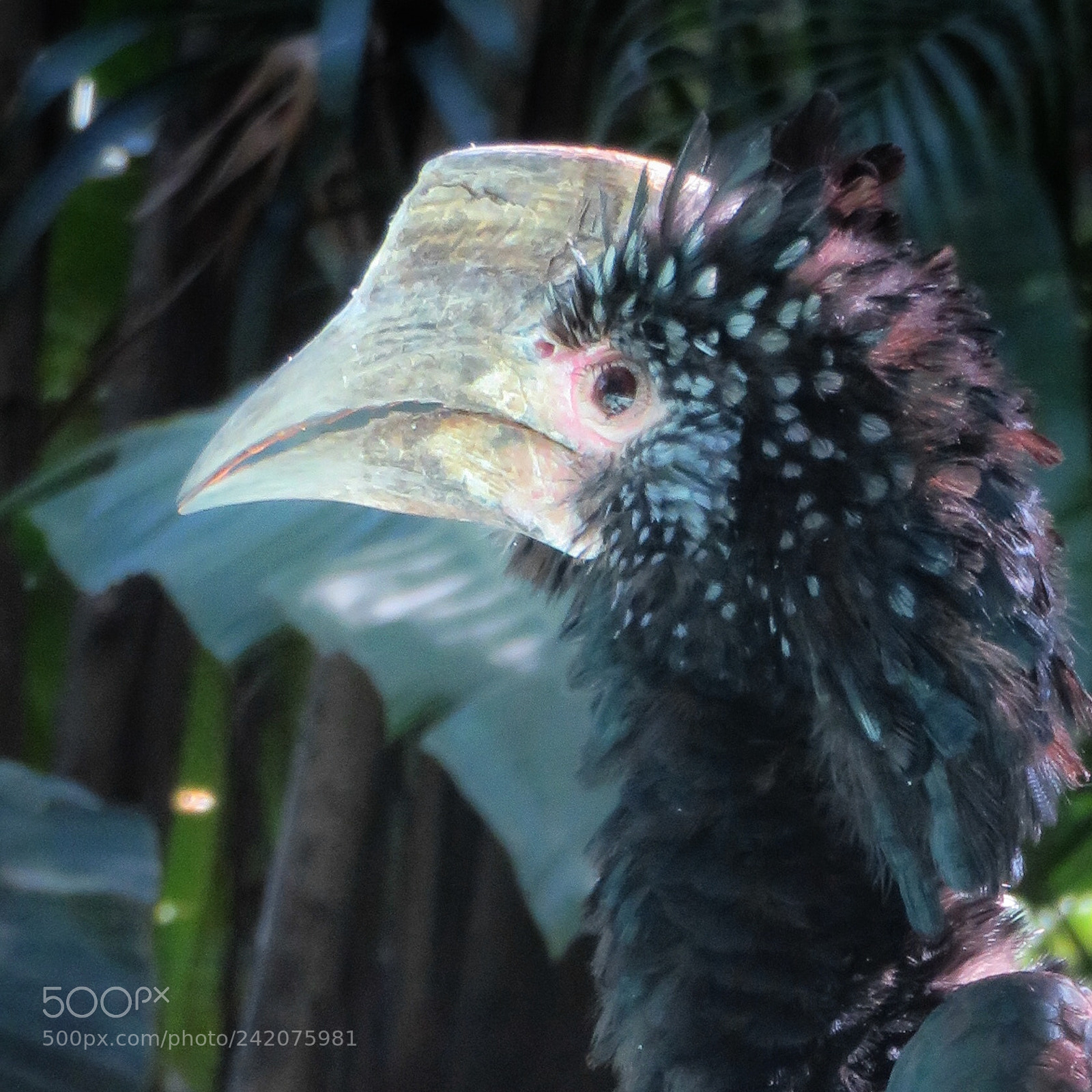 Canon PowerShot SX720 HS sample photo. Trumpeter hornbill photography