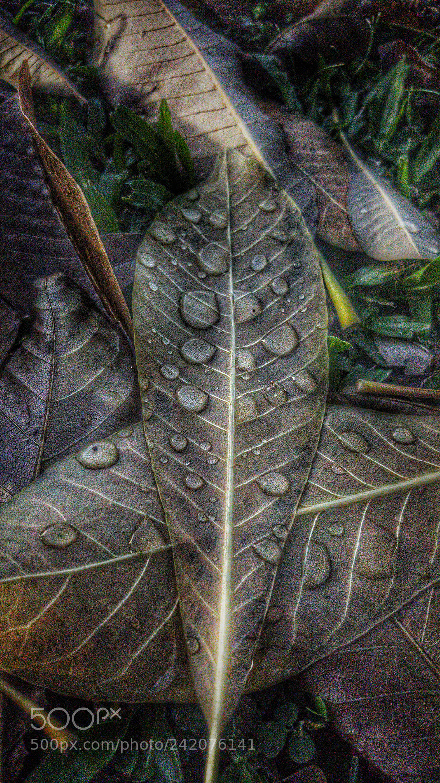 Samsung Galaxy Note5 sample photo. بعد المطر photography
