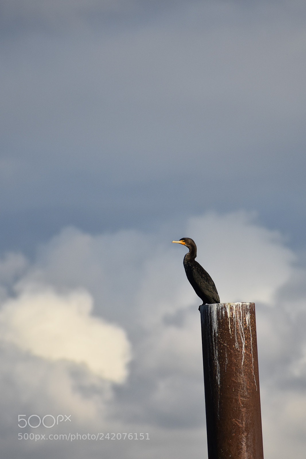Nikon D3400 sample photo. River trail park and photography