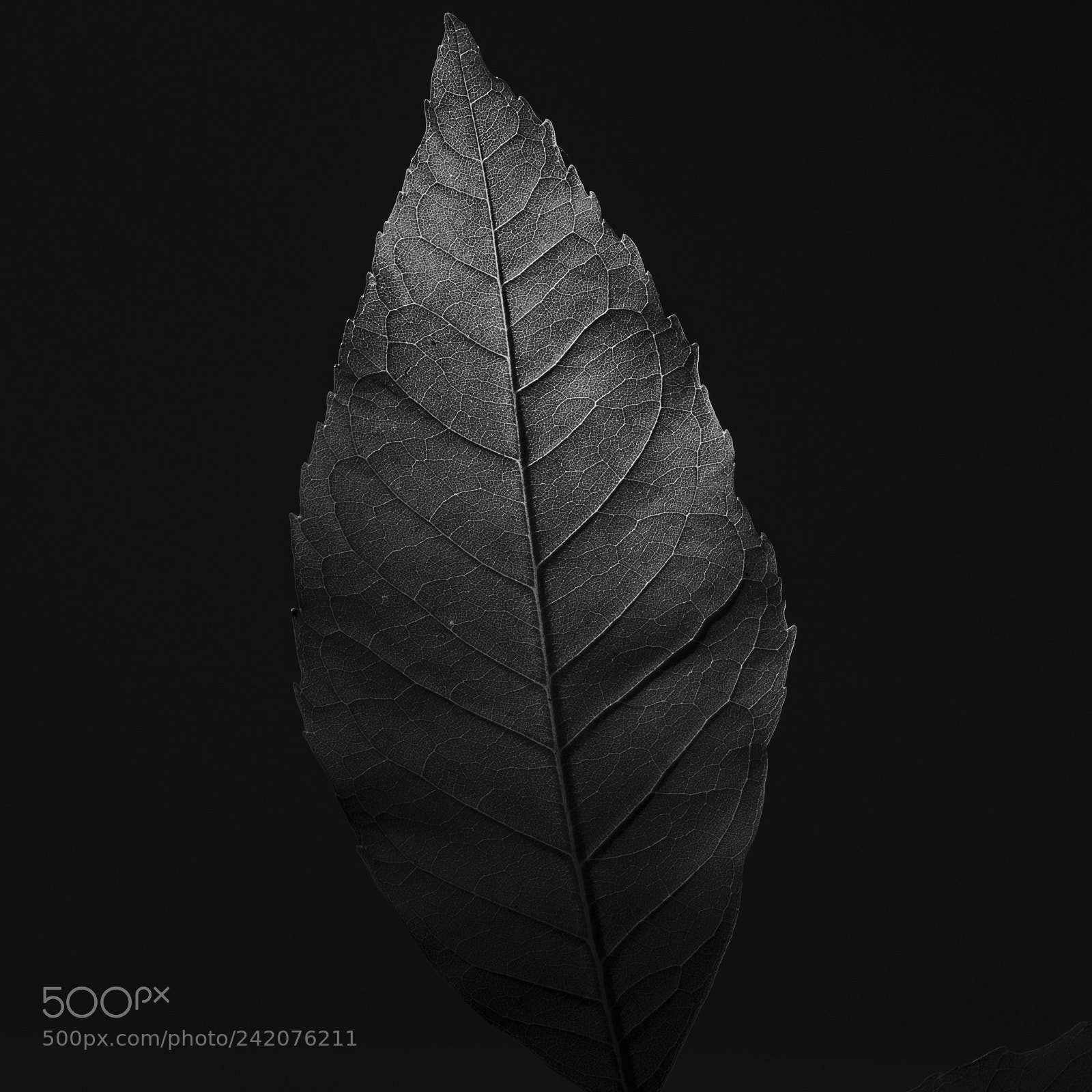 Panasonic Lumix DC-GH5 sample photo. Leaf photography