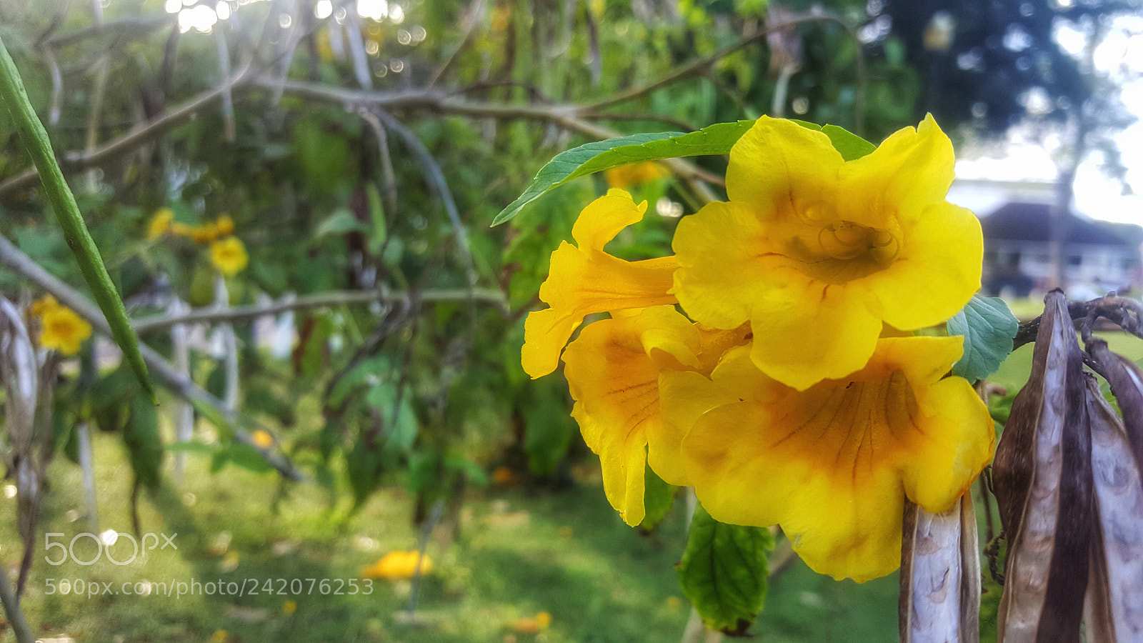 Samsung Galaxy Note5 sample photo. زهر اصفر photography