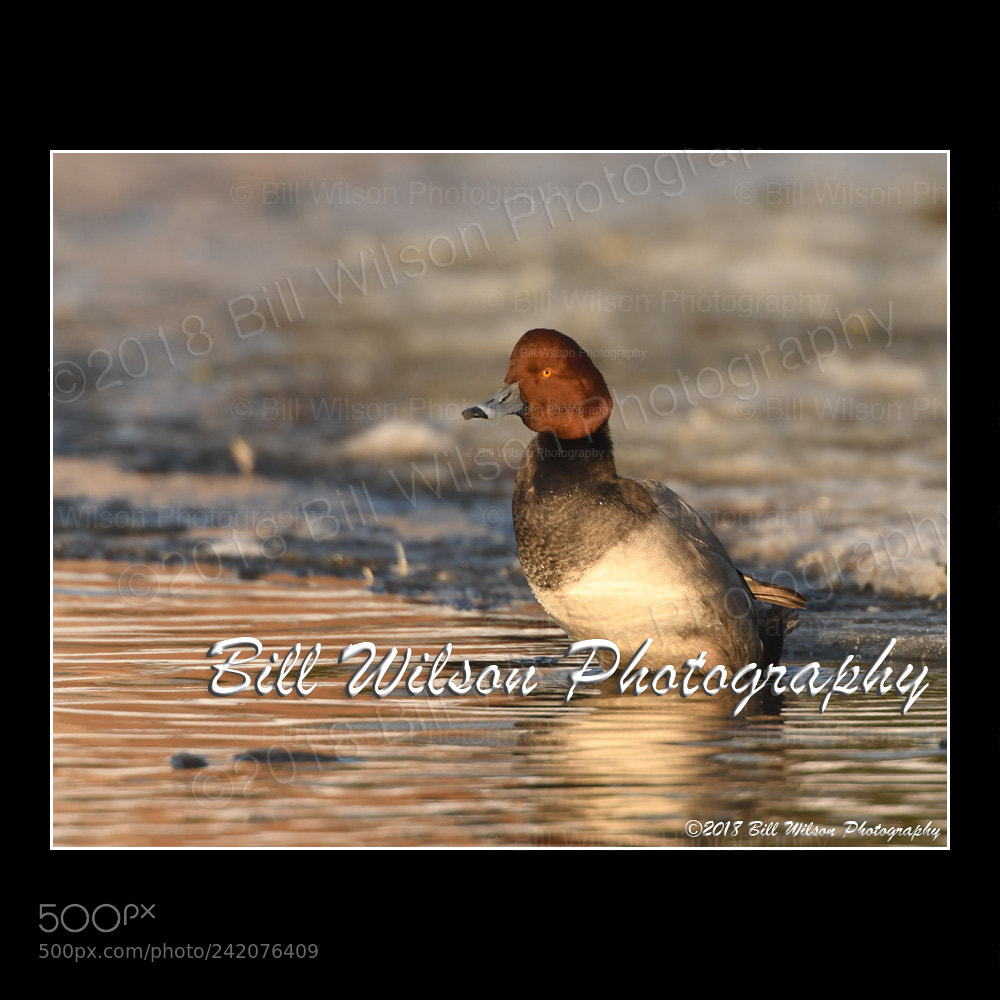 Nikon D500 sample photo. Icy redhead photography