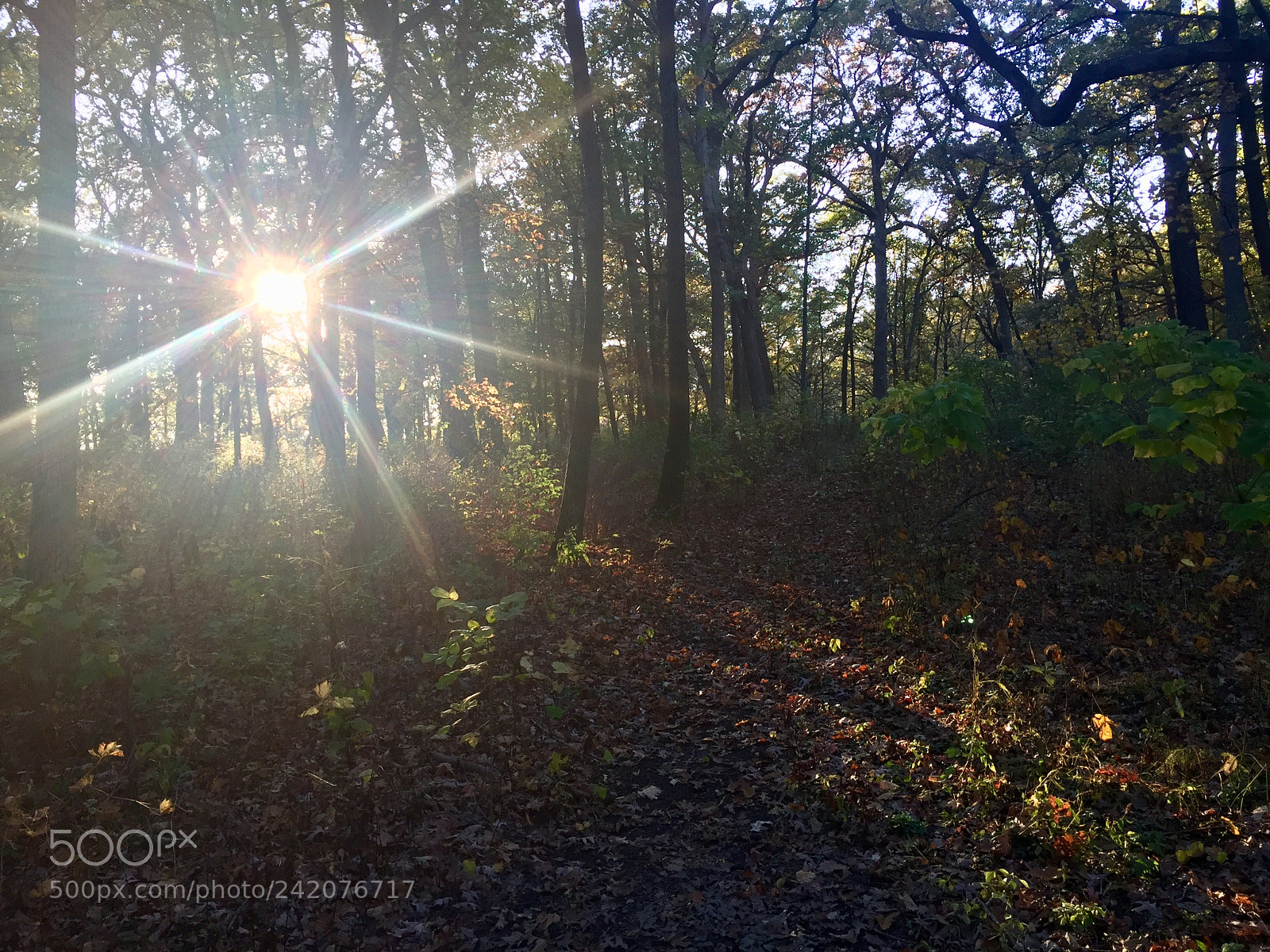 Apple iPhone 6 Plus sample photo. Morton arboretum photography