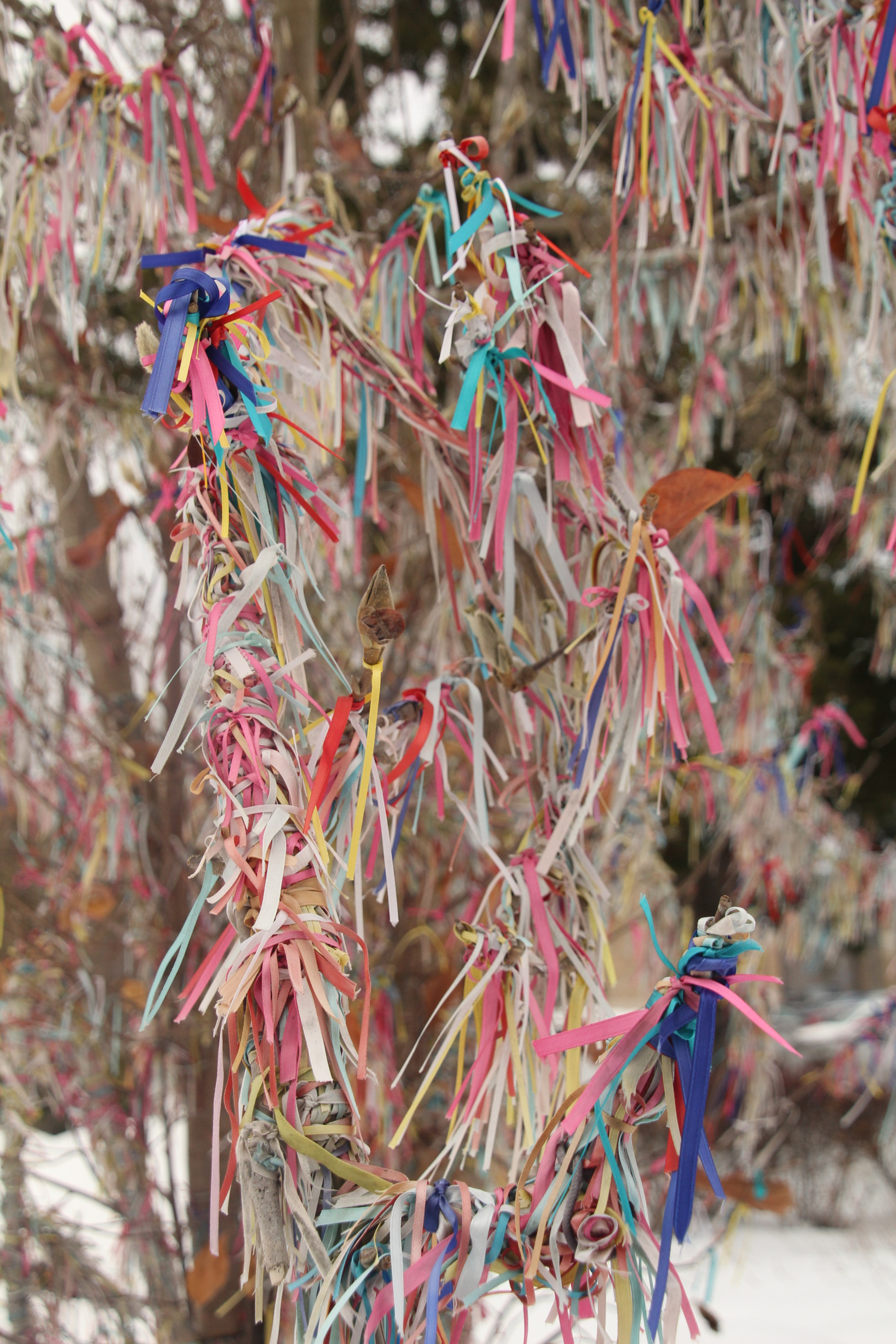 Canon EOS 1200D (EOS Rebel T5 / EOS Kiss X70 / EOS Hi) sample photo. Confetti tree. 五彩紙屑樹。 Árbol de confeti. コンペティ木。 photography