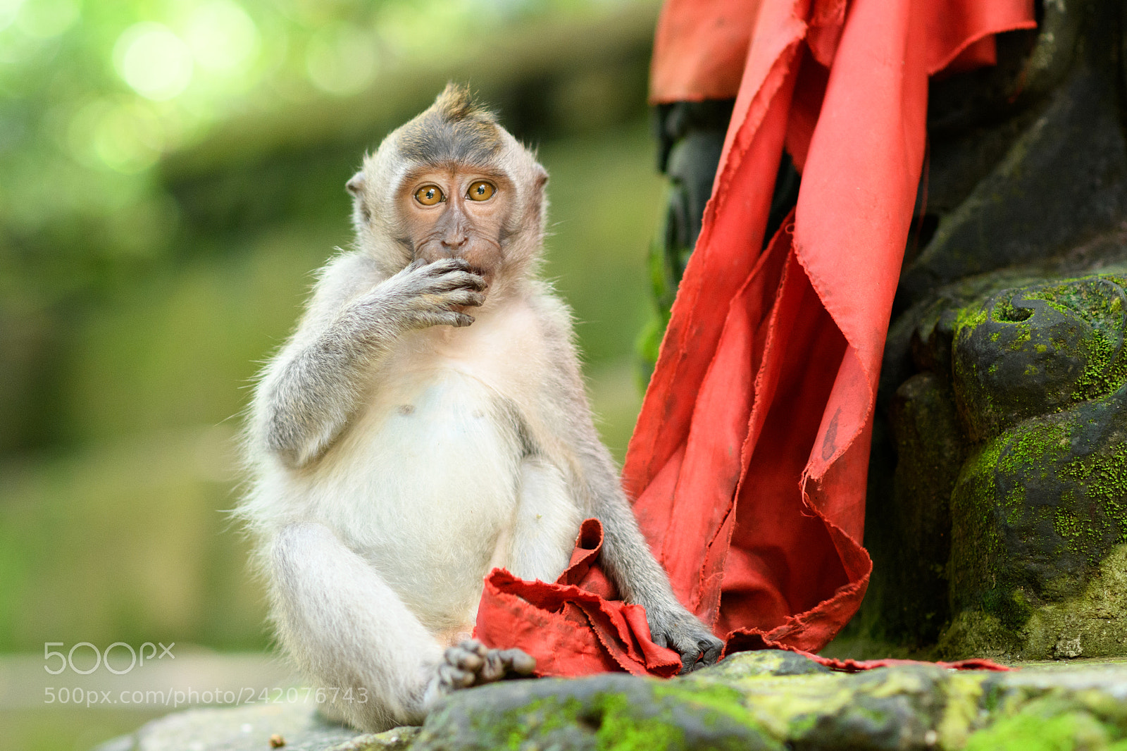 Nikon D7500 sample photo. Surprised monkey photography