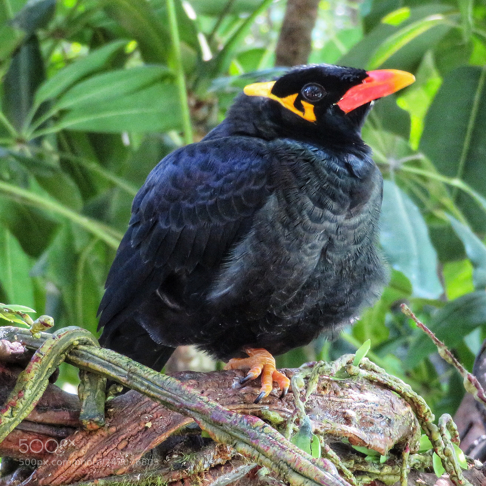 Canon PowerShot SX720 HS sample photo. Common hill mynah photography