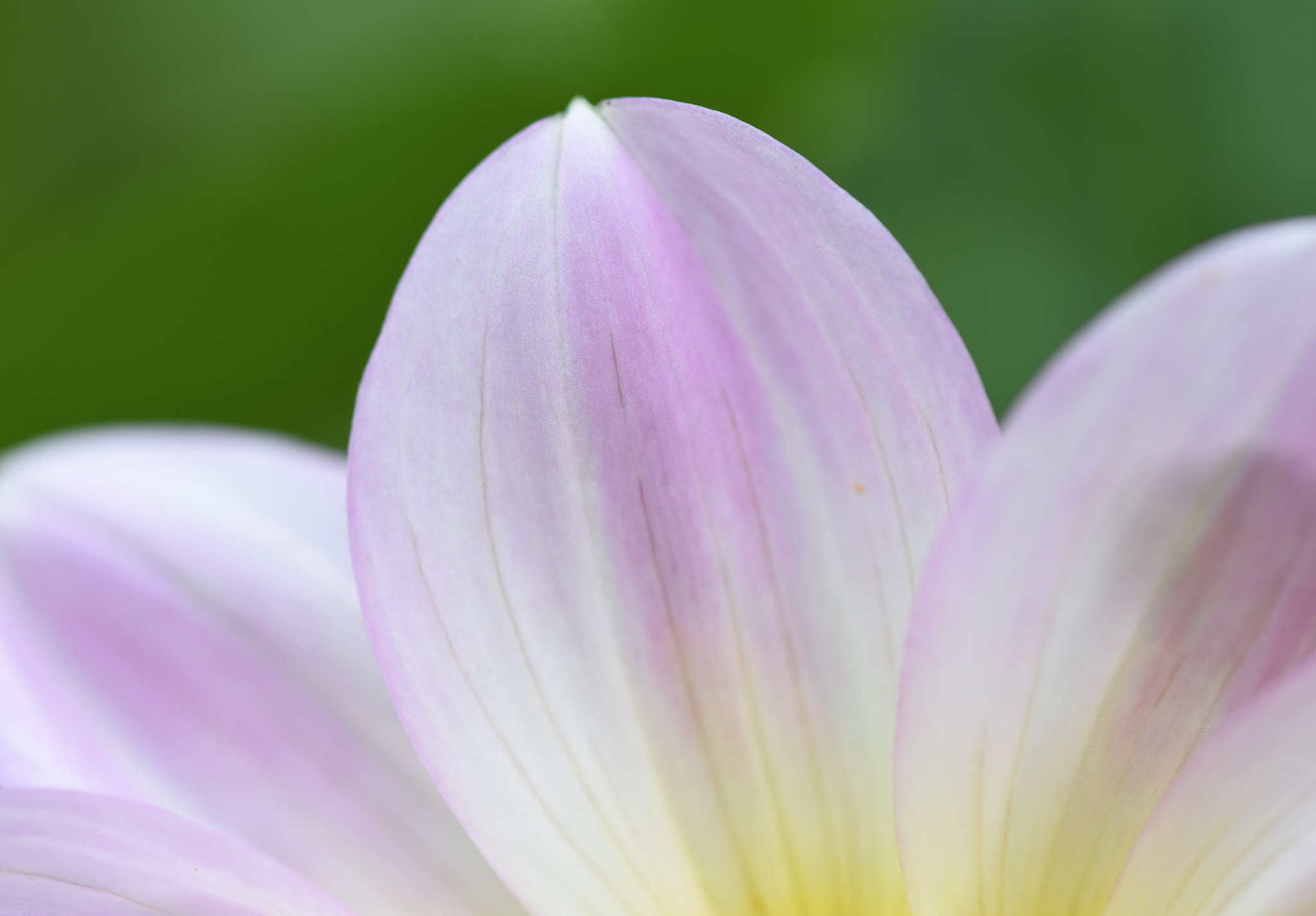 Nikon D750 sample photo. Pink petal photography