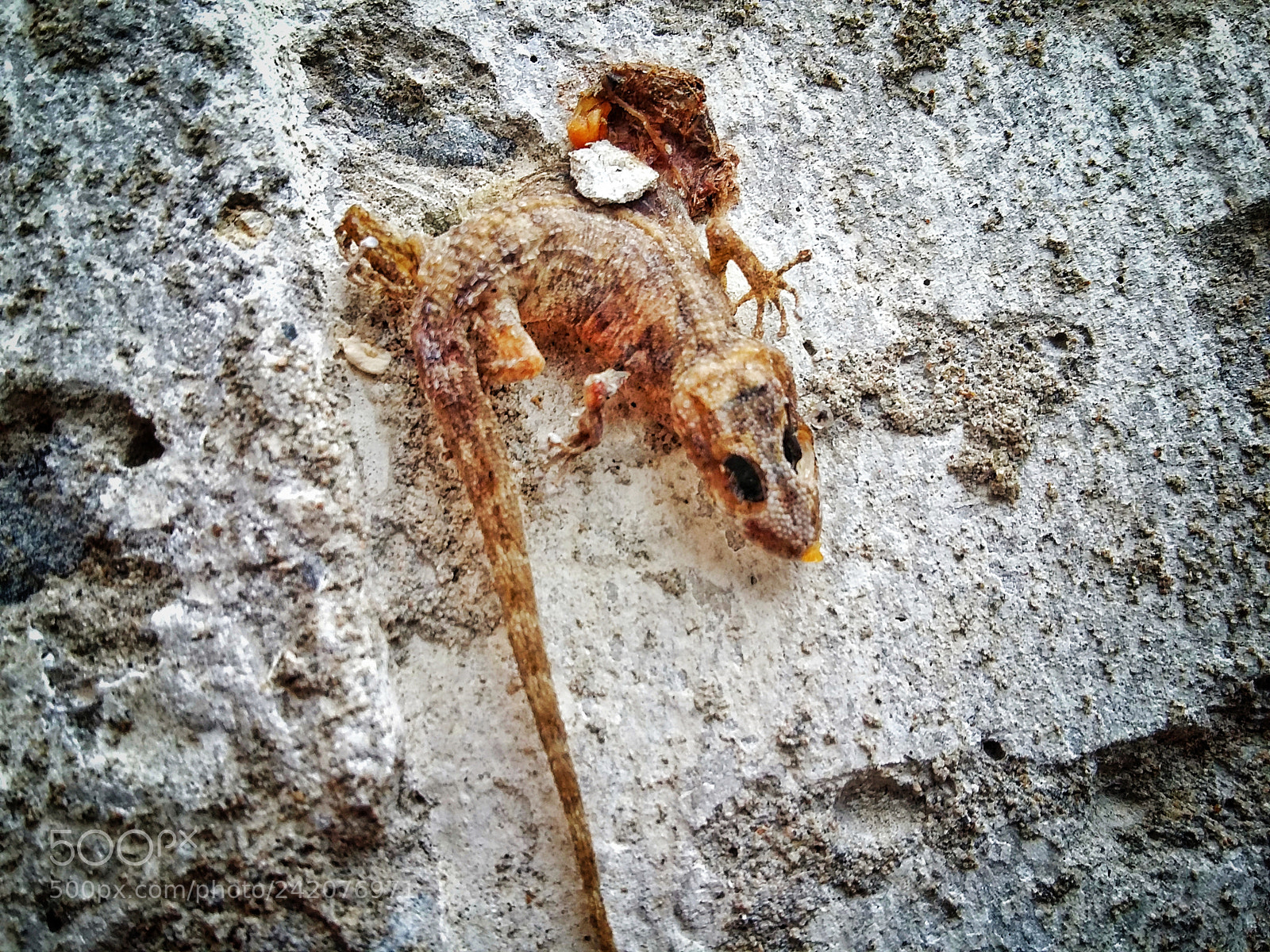 Samsung Galaxy A3 sample photo. Death photography