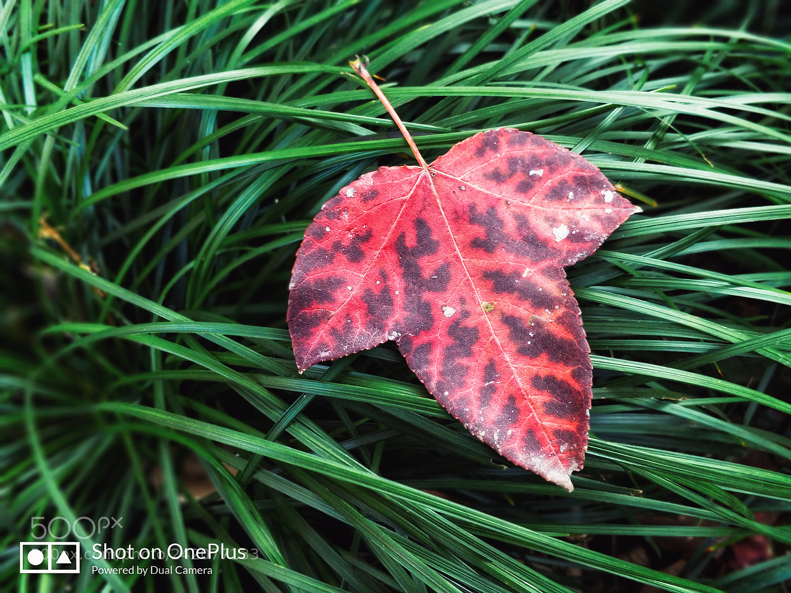 OnePlus 5 sample photo. Red autumnal leaves photography
