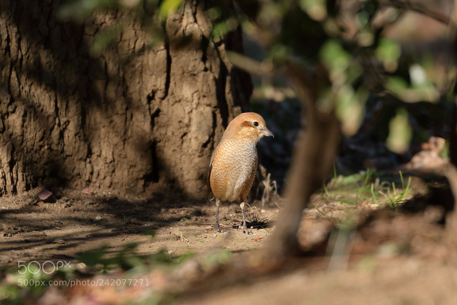 Canon EOS 7D Mark II sample photo. Predator comes down, hunting photography