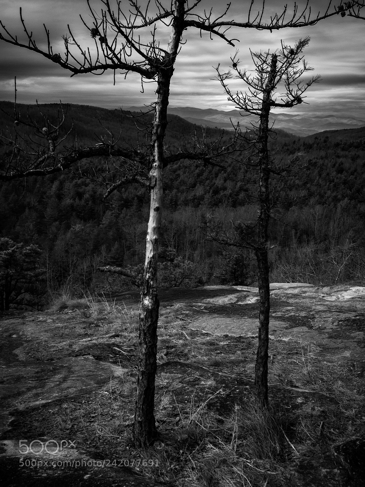 Nikon D5000 sample photo. Trees rooted in stone photography