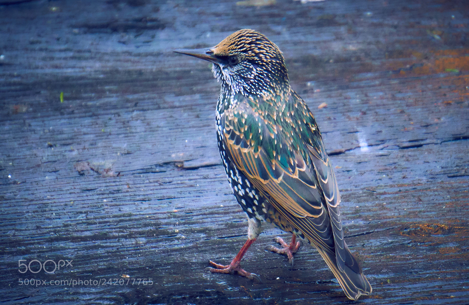 Sony a6500 sample photo. Perching-like bird photography