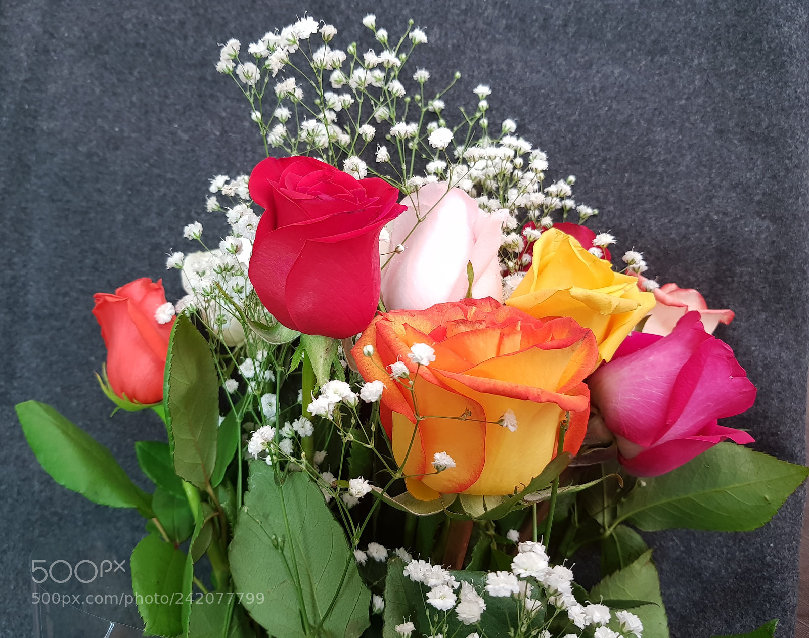 Samsung Galaxy S8+ sample photo. Color rose flowers photography