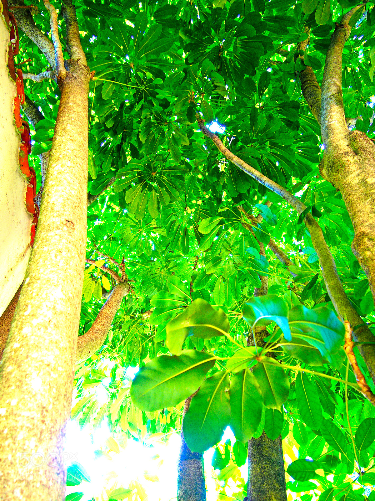 Olympus PEN E-PM2 sample photo. Looking up photography