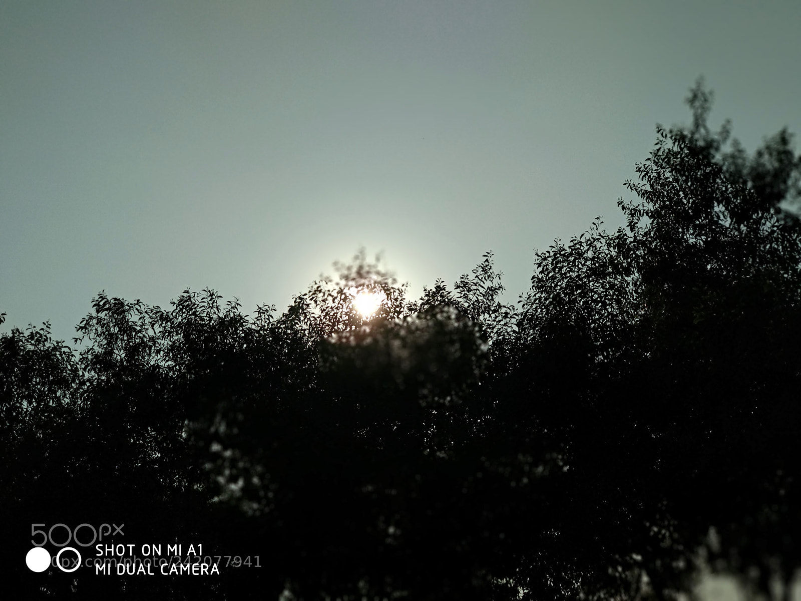 Xiaomi Mi A1 sample photo. Untitled photography