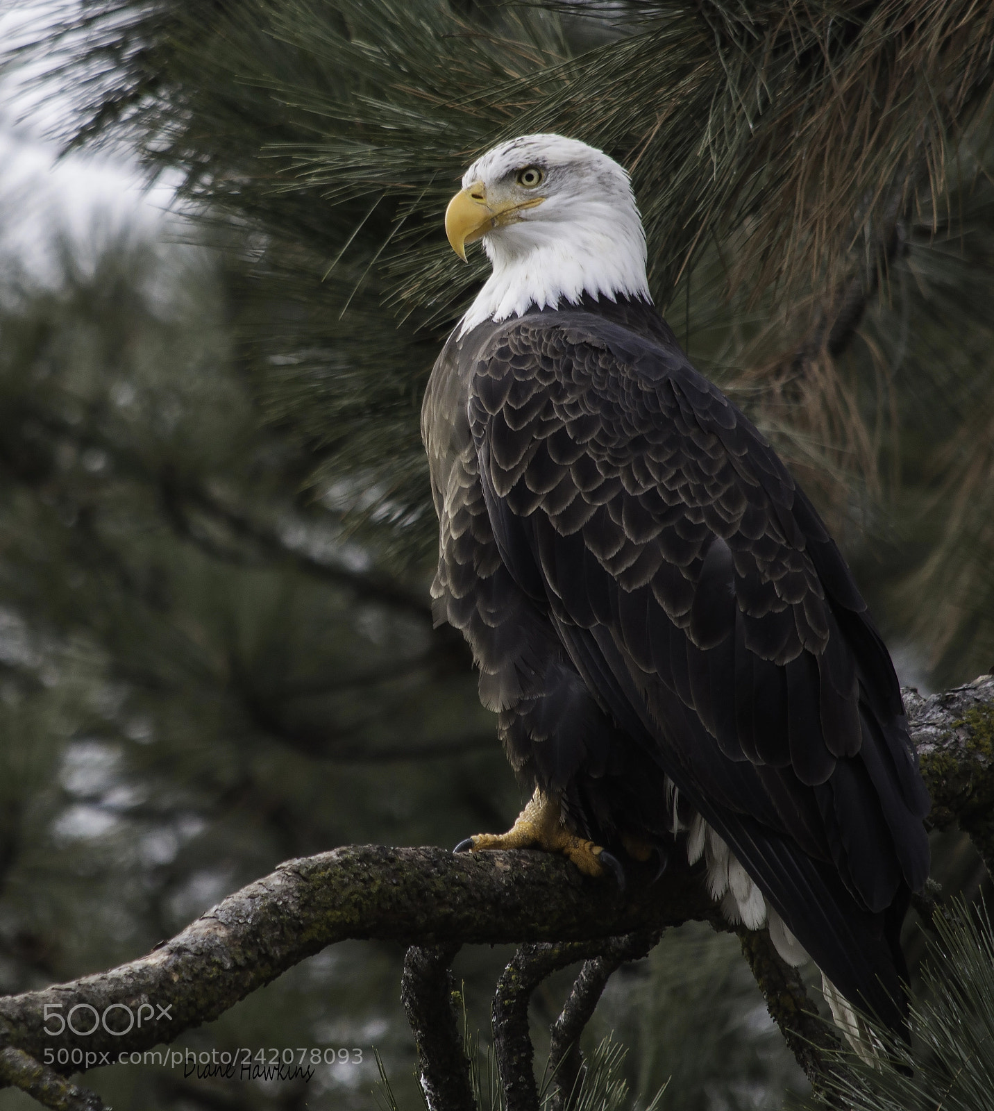 Nikon D3200 sample photo. Eagle at the lake photography