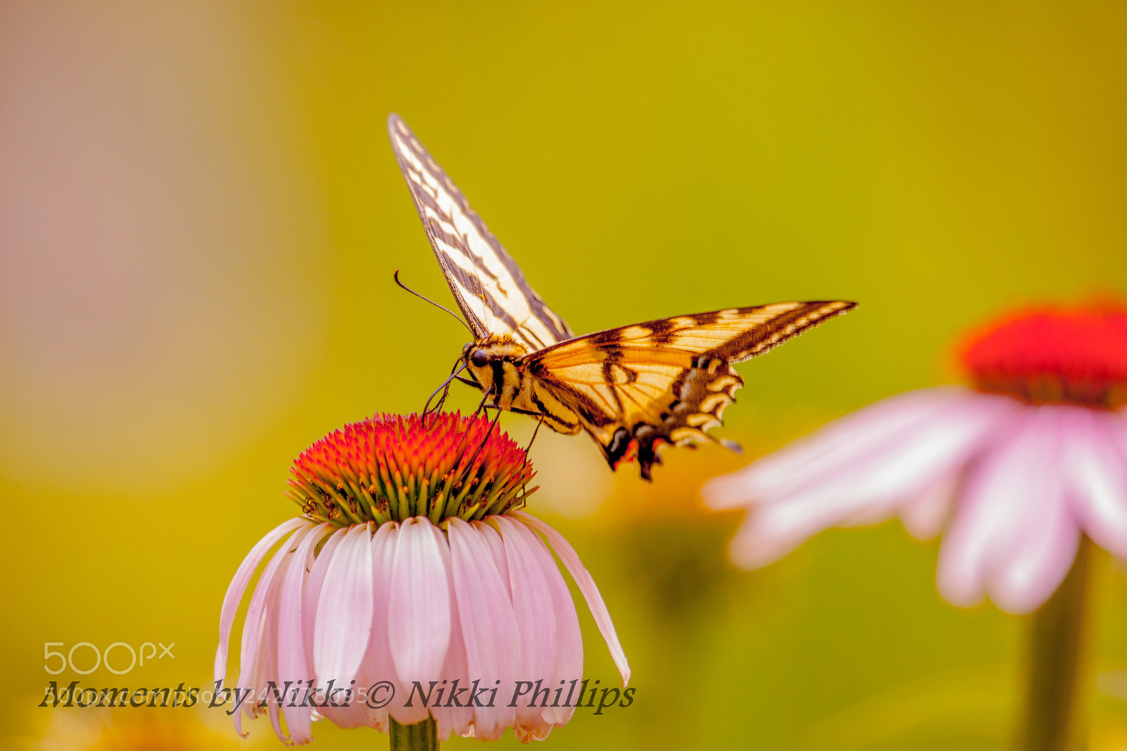 Canon EOS 50D sample photo. In my yard l photography