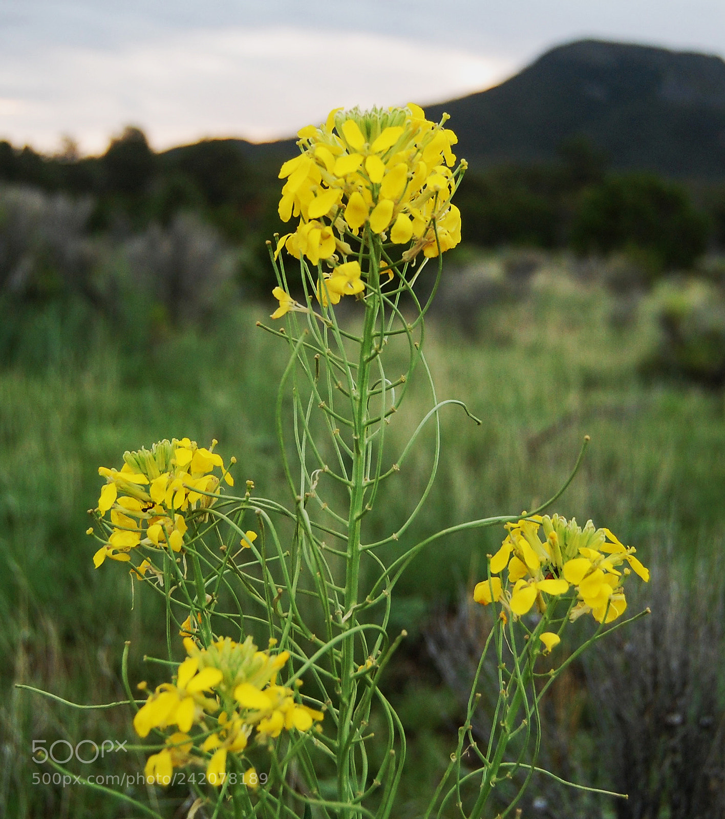 Nikon D40 sample photo. Desert flower 2 photography