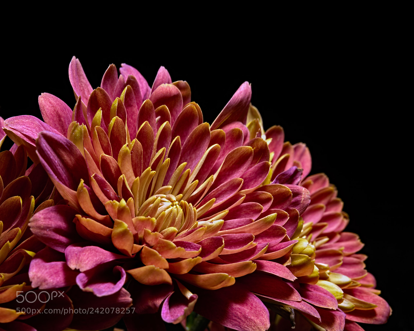 Nikon D810 sample photo. Pink mum 1122 photography