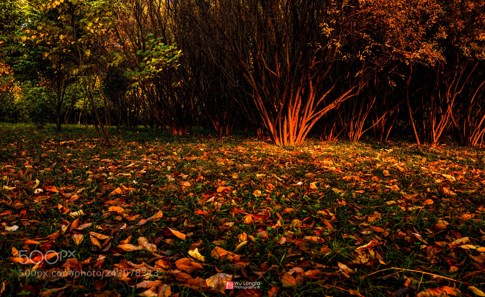 Sony a7 II sample photo. Fallen leaves 落叶 photography