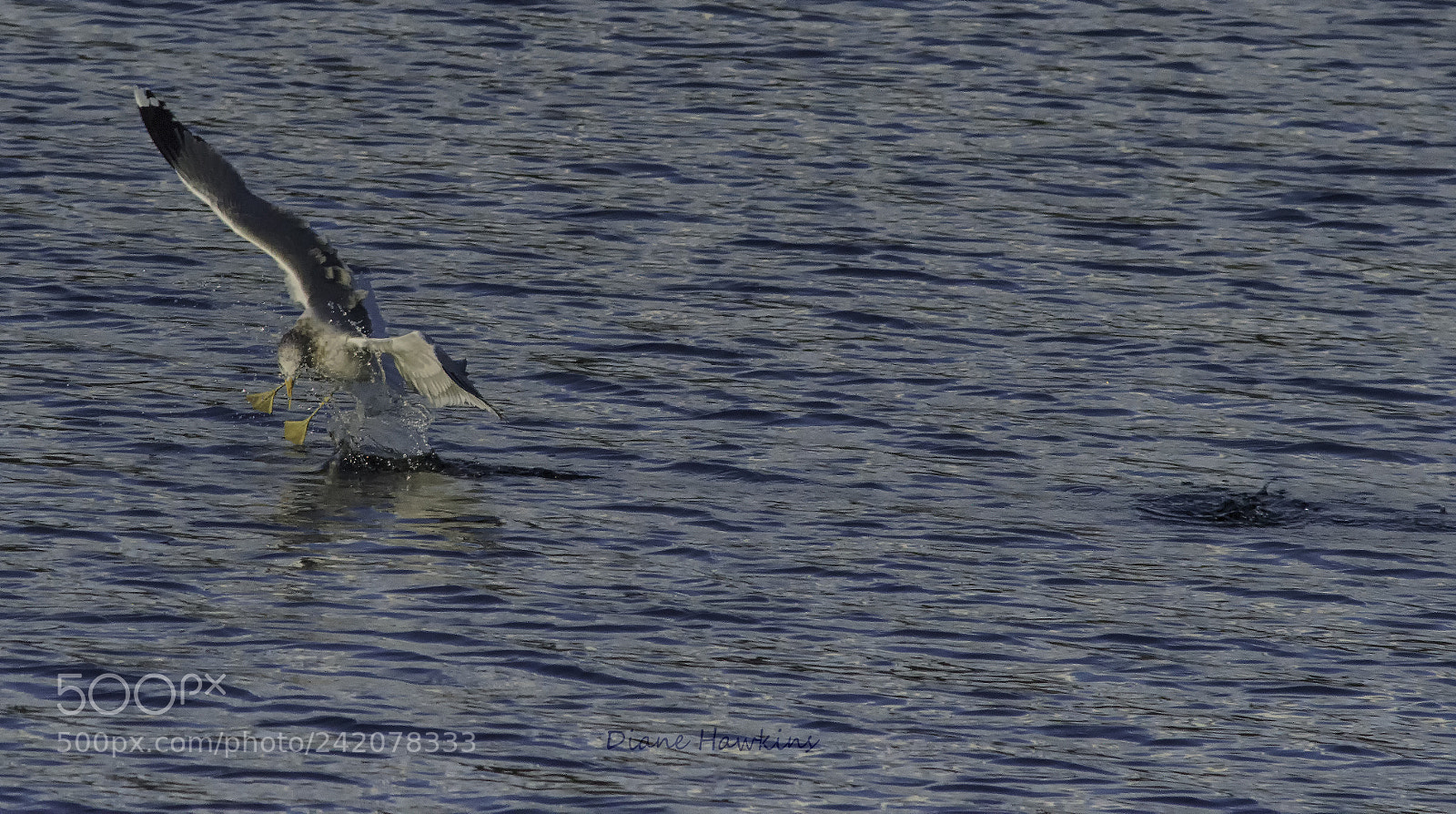 Nikon D3200 sample photo. Rough landing photography