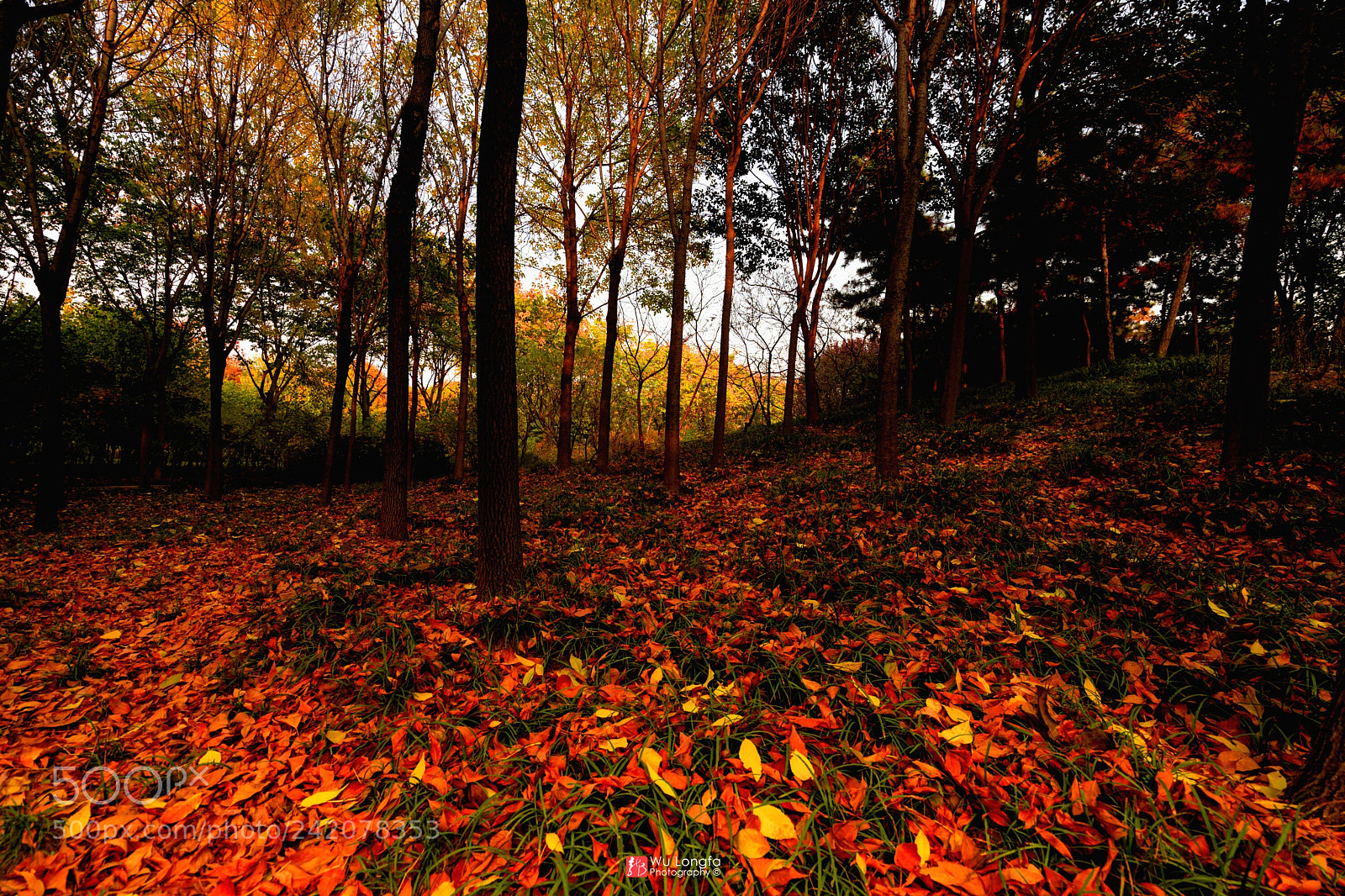 Sony a7 II sample photo. Fallen leaves photography