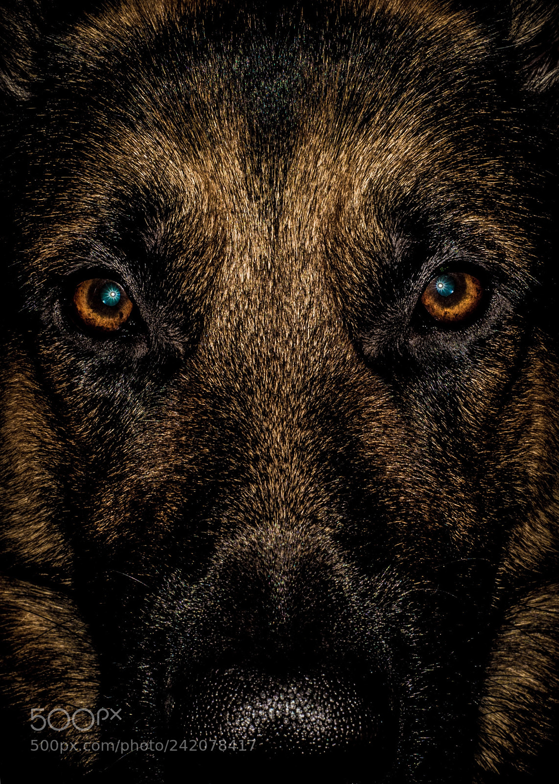 Nikon D600 sample photo. German shepard photography