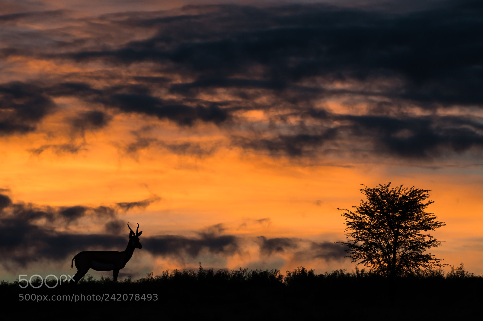 Nikon D500 sample photo. Impala at daybreak photography