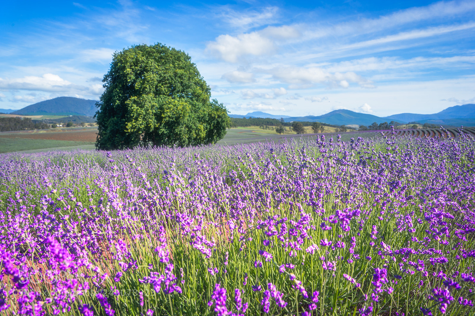 Sony a7 II sample photo. Purple afternoon photography