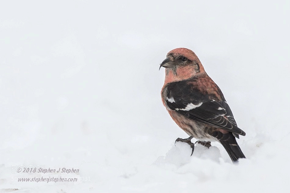 Canon EOS 7D Mark II sample photo. Male white winged crossbill photography