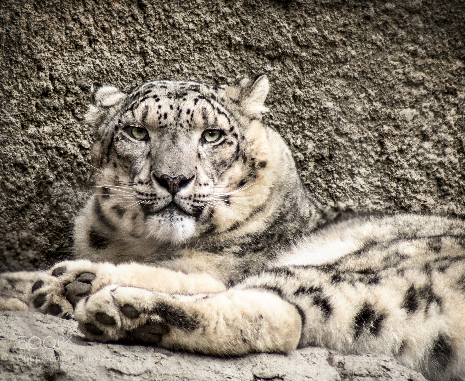 Canon EOS 7D Mark II sample photo. Snow leopard photography