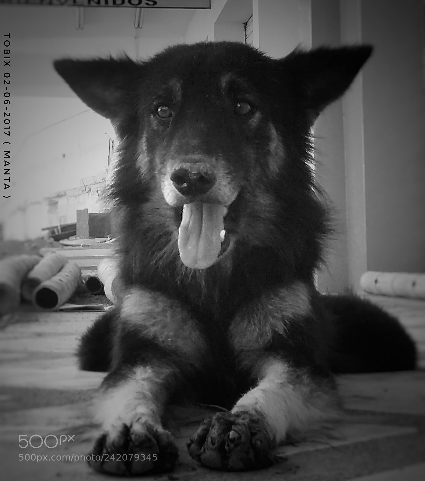 Samsung Galaxy A3 sample photo. Old dog eartsquare photography