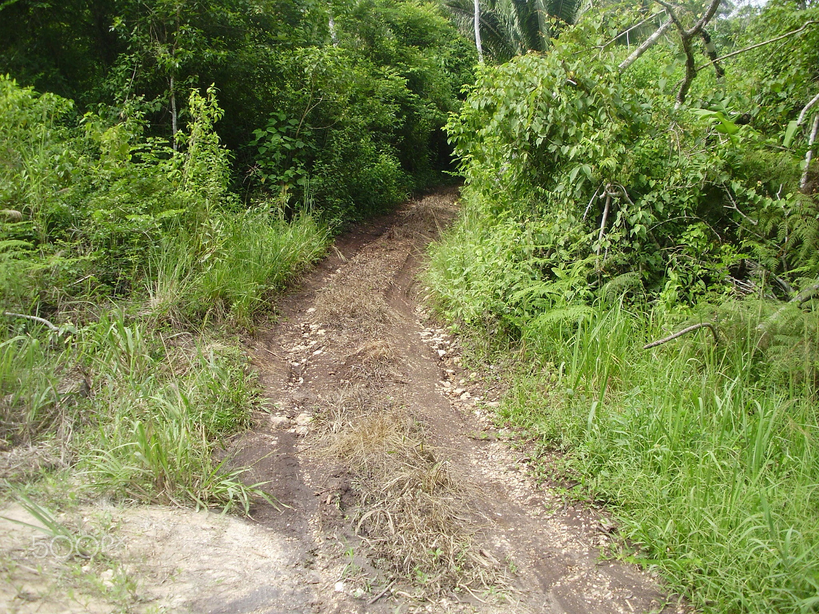 Olympus FE330,X845,C550 sample photo. Dirt road photography