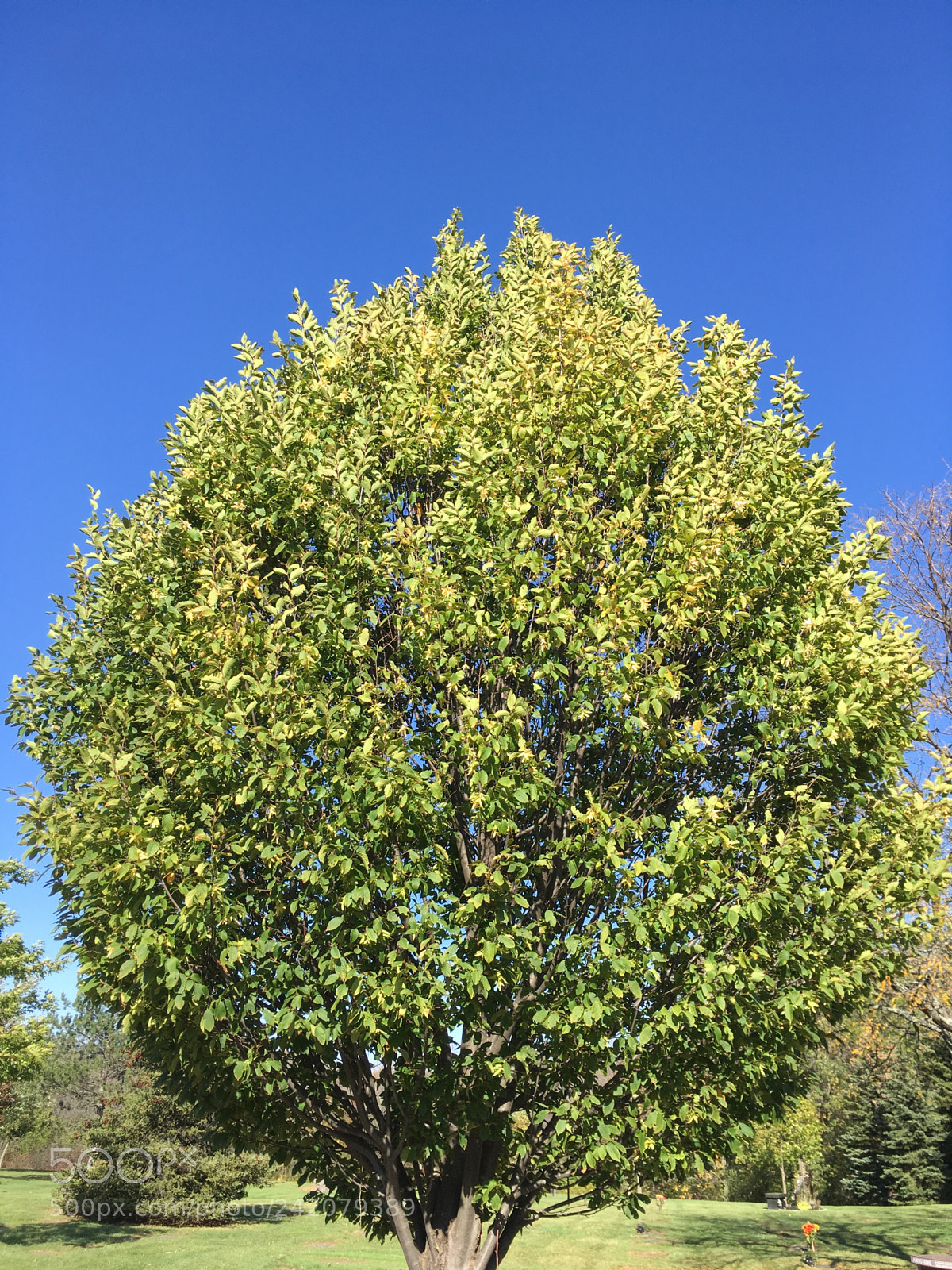 Apple iPhone SE sample photo. Missing green photography