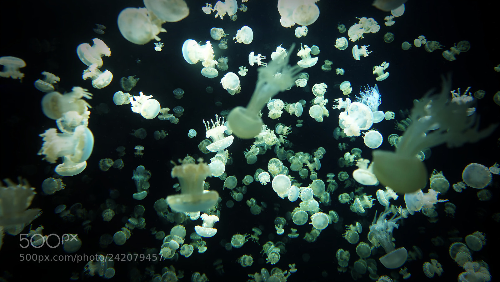 Panasonic Lumix DC-GH5 sample photo. Lights of the sea photography