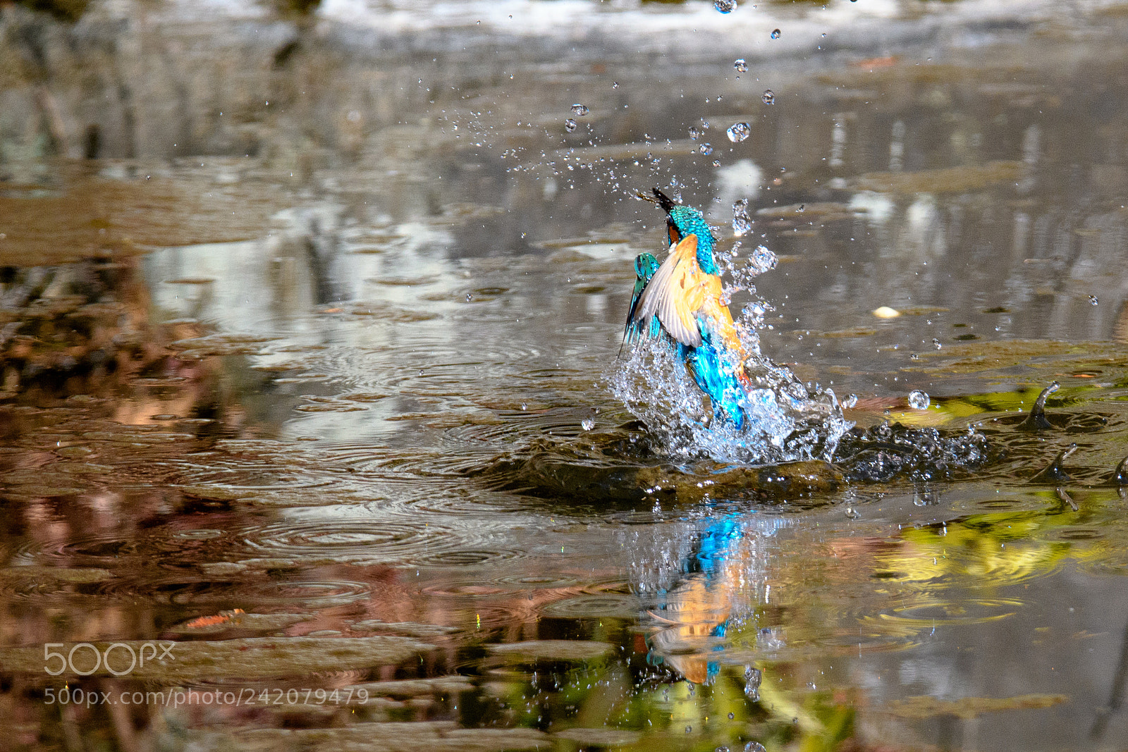 Nikon D500 sample photo. Kingfisher photography