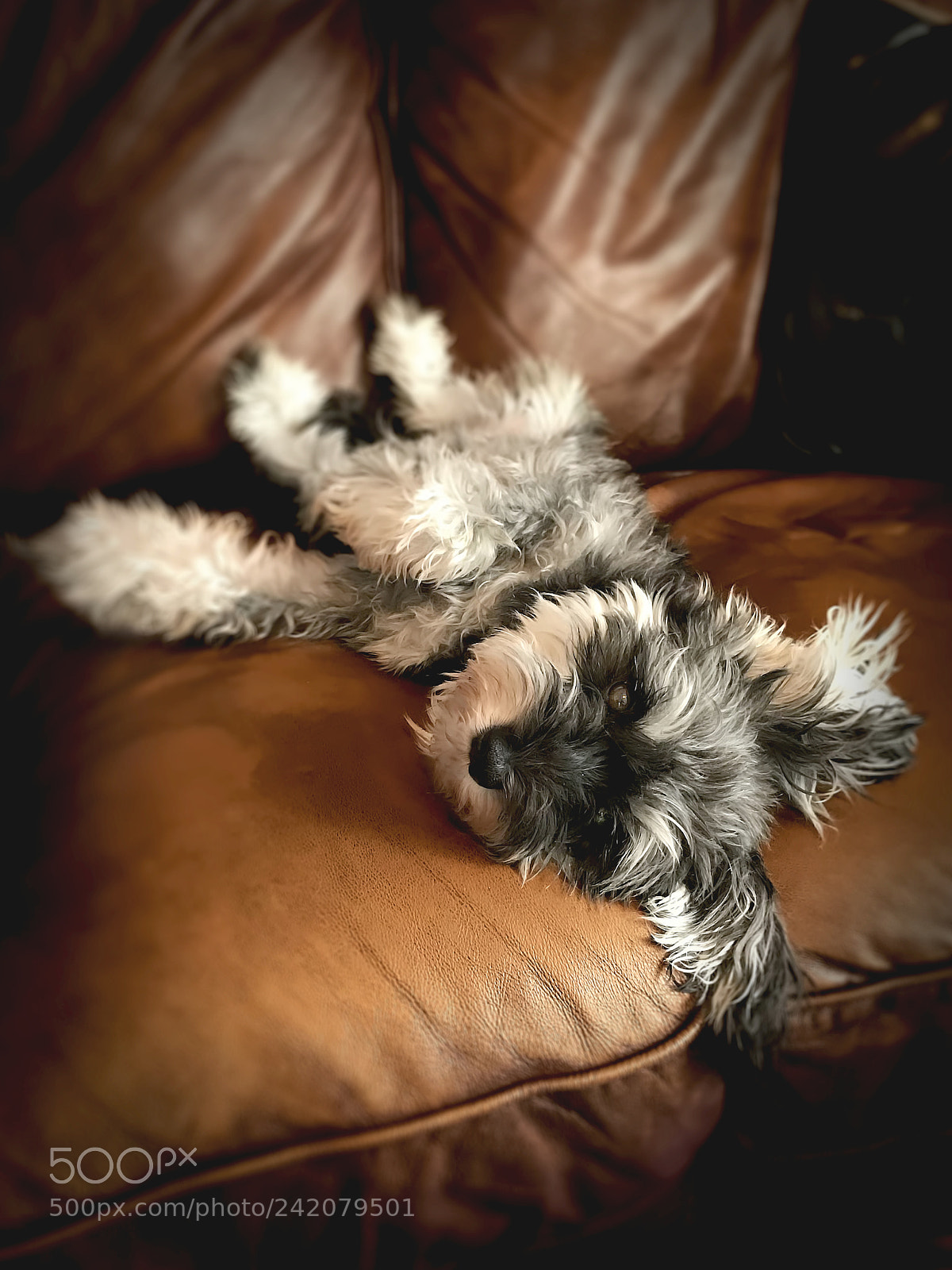 Apple iPhone 7 sample photo. A lazy pup day photography