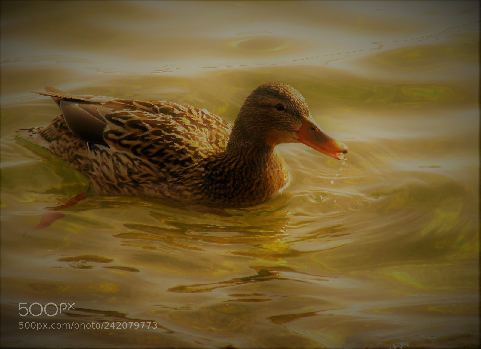 Canon PowerShot SX130 IS sample photo. Duck in the lake photography